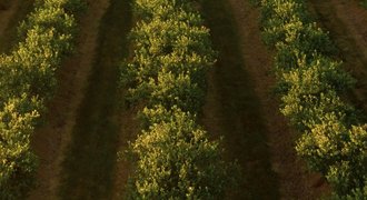 Agro Gentechnik/2005
