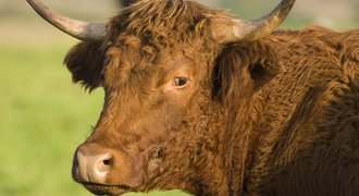 Tiere und die Transformation der Landwirtschaft/2024