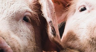 Tiere in der Landwirtschaft/2014